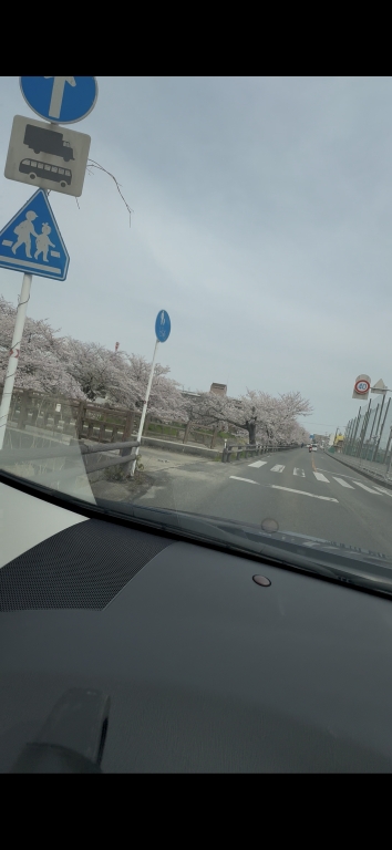 桜のカーテン