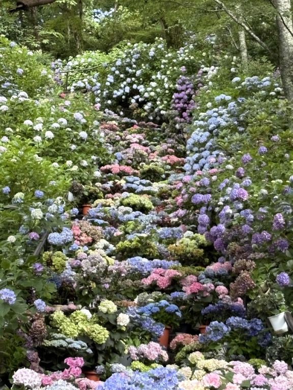 紫陽花が咲き乱れる階段