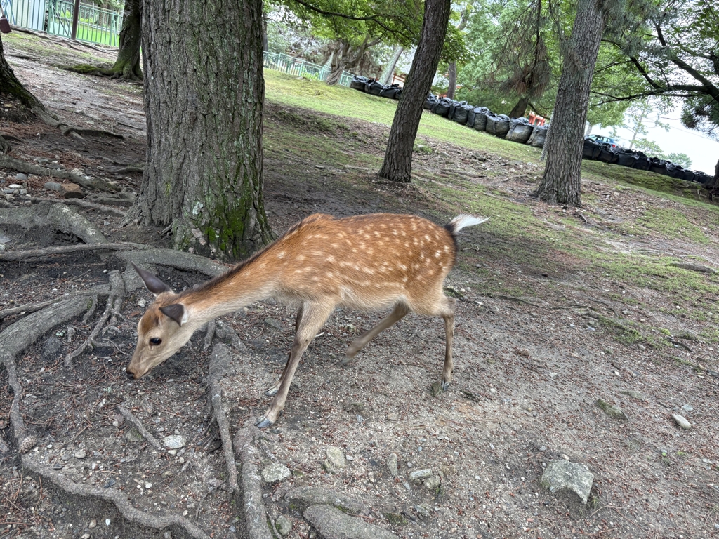 奈良公園でシカに挨拶して