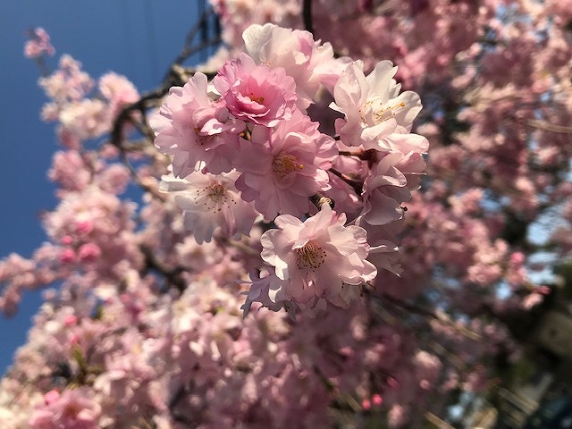 奈良県吉野山へ