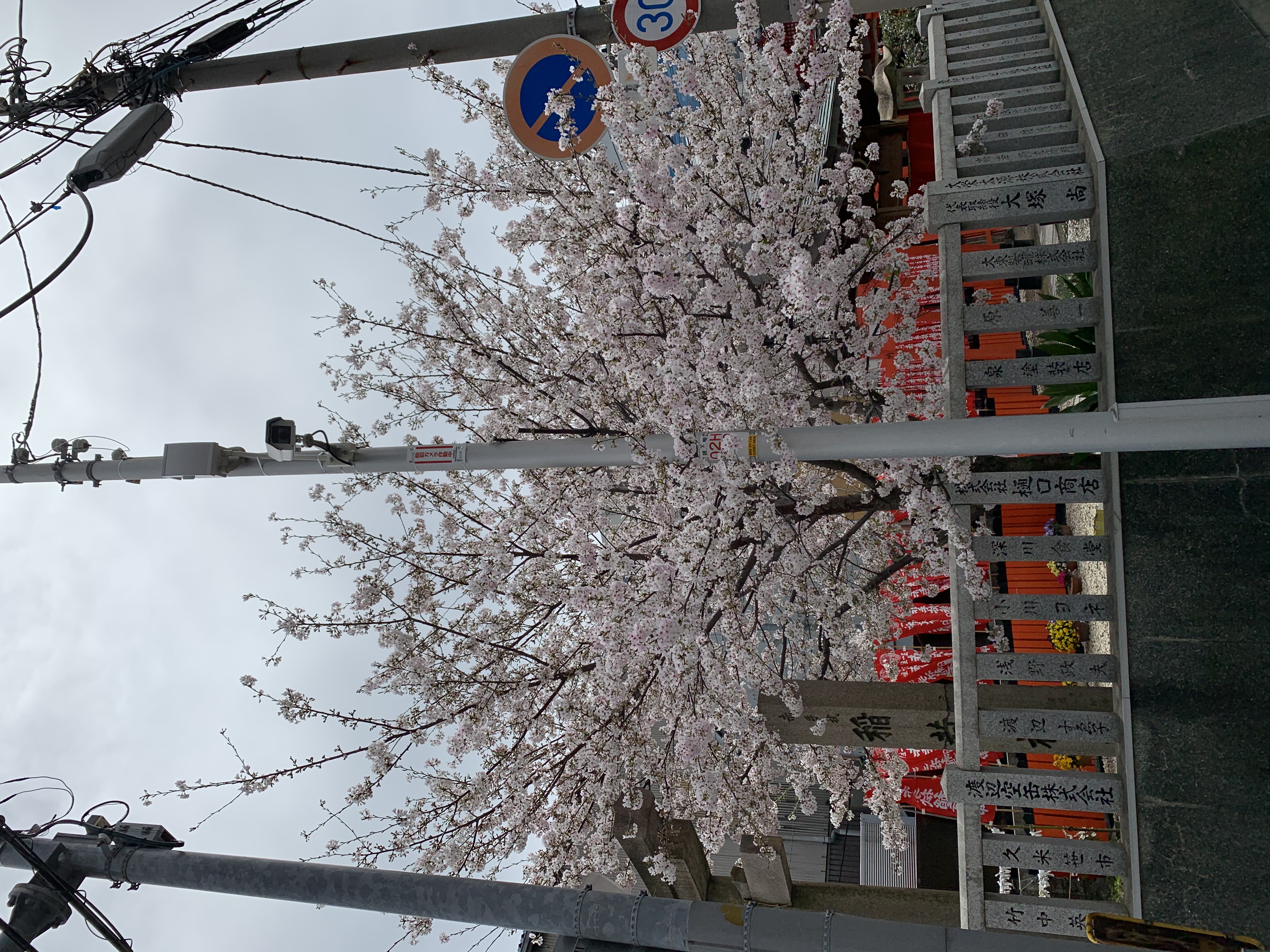 桜川店近くの神社の桜が見ごろ