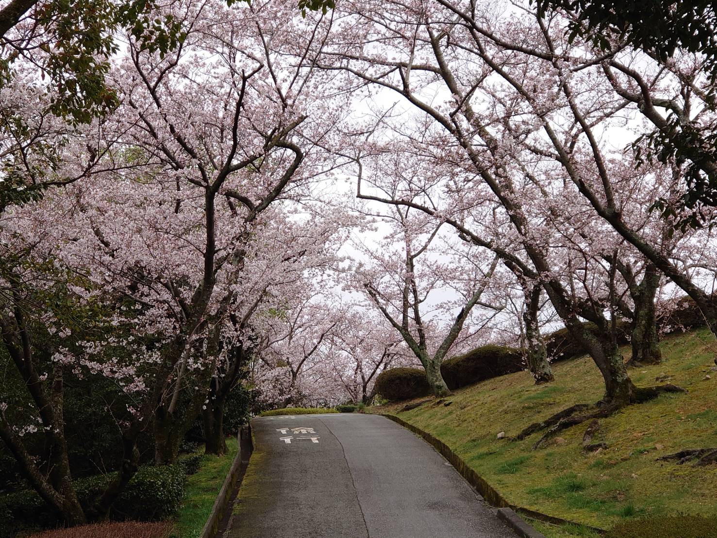 こんな時だからこそ、きれいな桜の画像