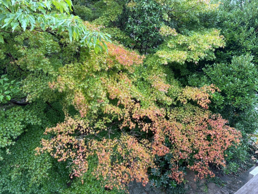 10月後半だったので 10月後半だったので