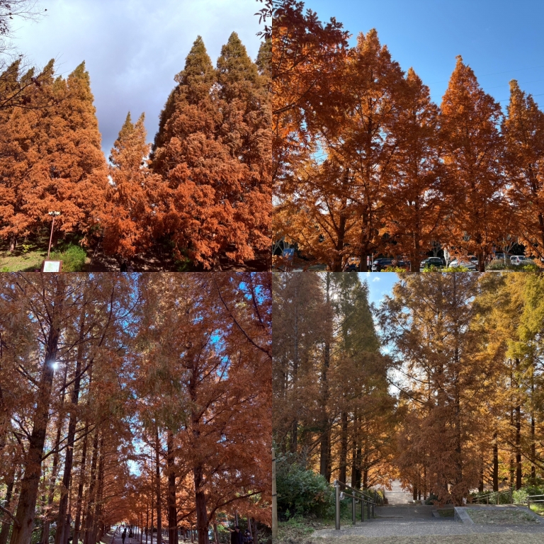 いざ!紅葉狩りへ! いざ!紅葉狩りへ!