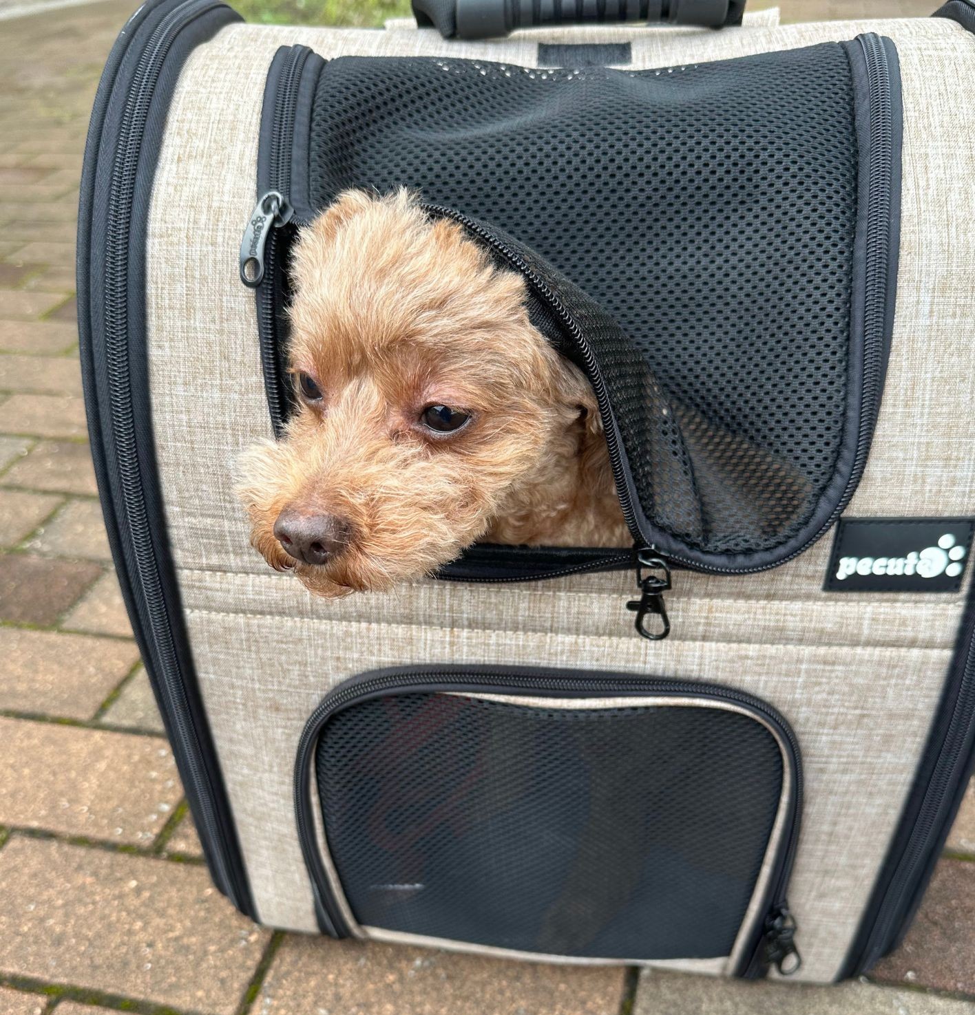 愛犬の健康診断★ペット同伴可のお店に感謝★